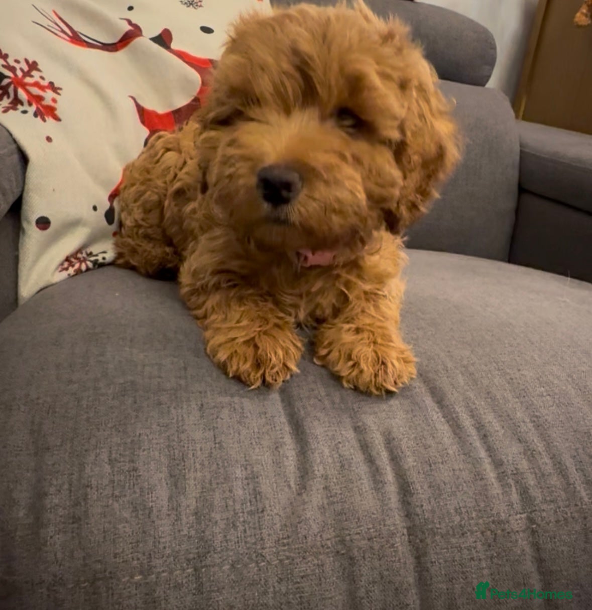 Cockapoo dogs 1 Girl left - READY TO LEAVE. - Advert 11