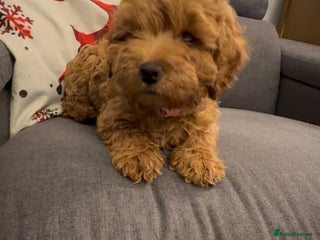 Cockapoo dogs 1 Girl left - READY TO LEAVE. - Advert 13