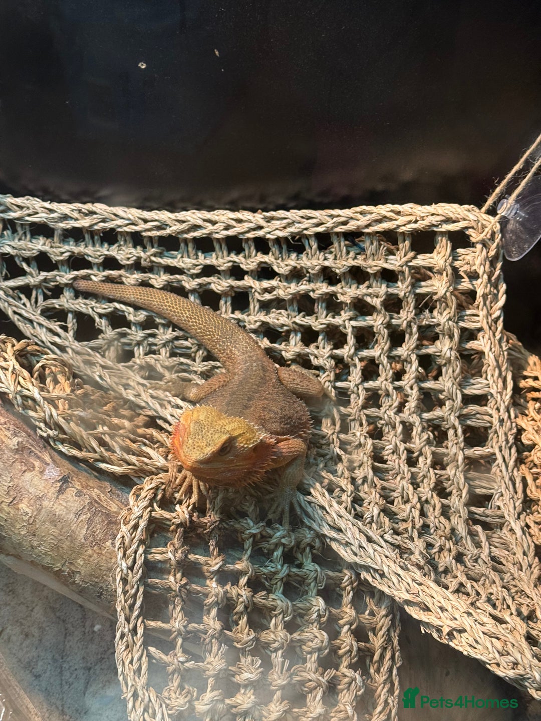 Bearded Dragon reptiles for sale: Bearded dragon & tank  - Advert 2