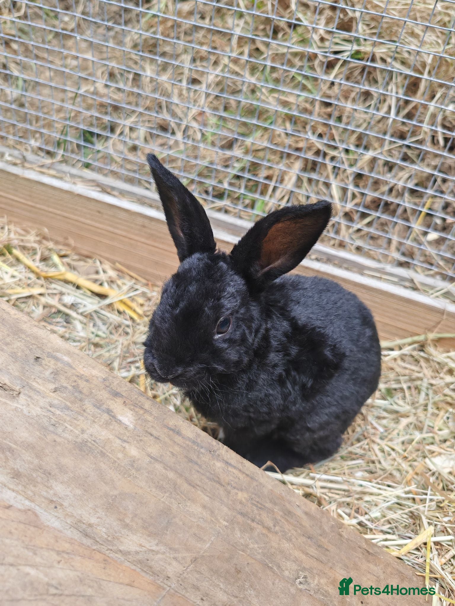 Mixed Breed rabbits Rex cross bunnies variety of colours - Advert 5