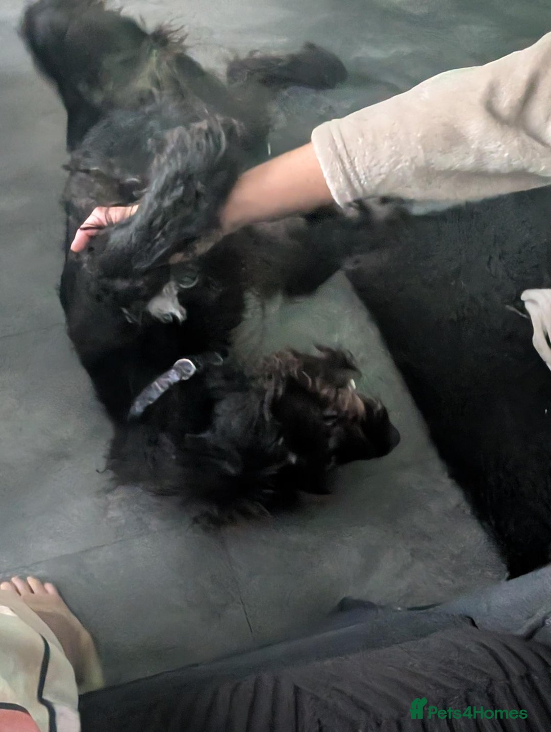 Labradoodle dogs for sale: 🐾 Labradoodle Puppies Expected Mid-January 🐾 - Advert 5