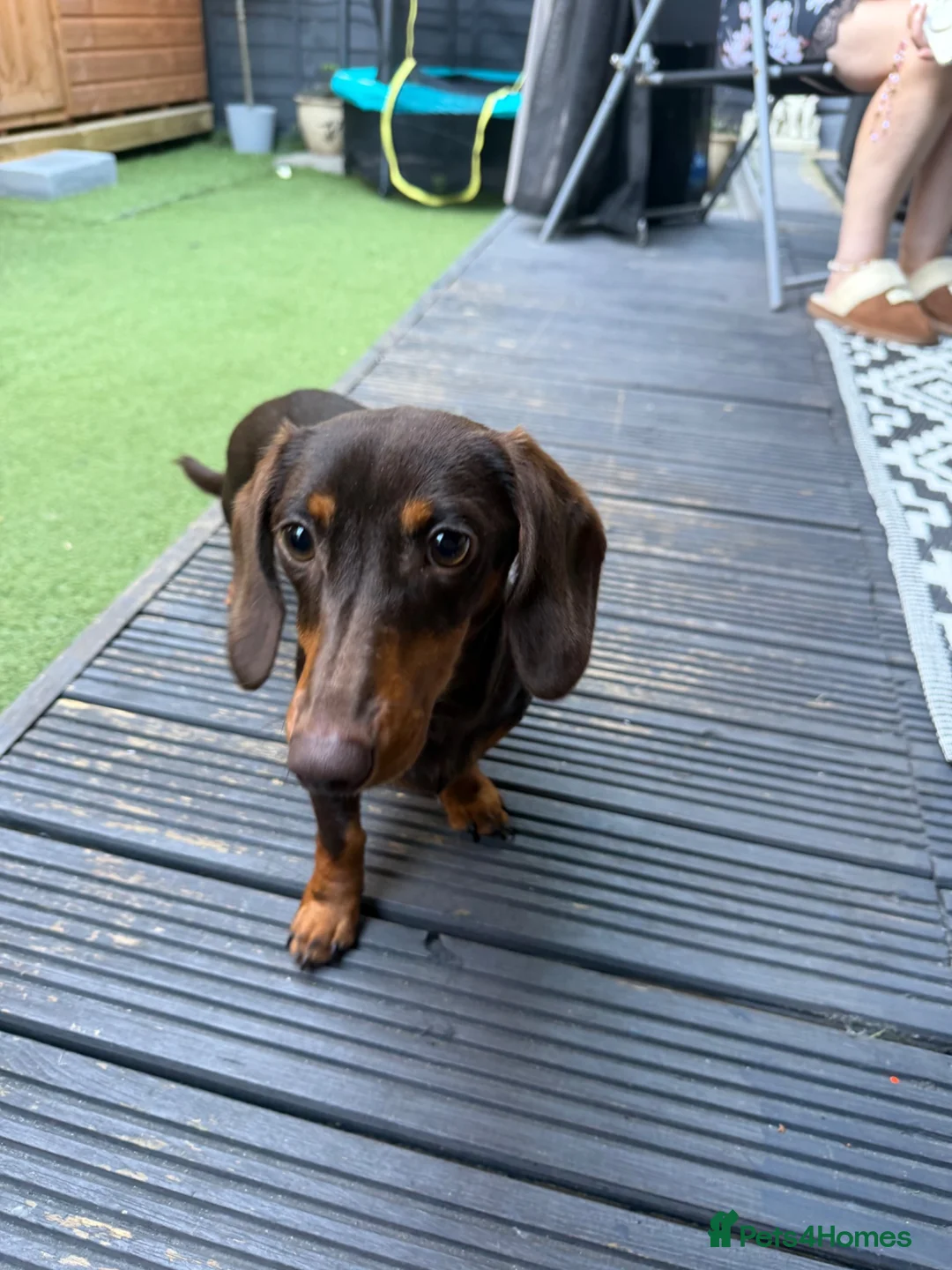 Miniature Dachshund dogs for sale: Miniature dachshund  in Hounslow - Advert 2
