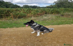 Akita dogs for sale: American Akita- Loyal and a wonderful temprement. - Image 2