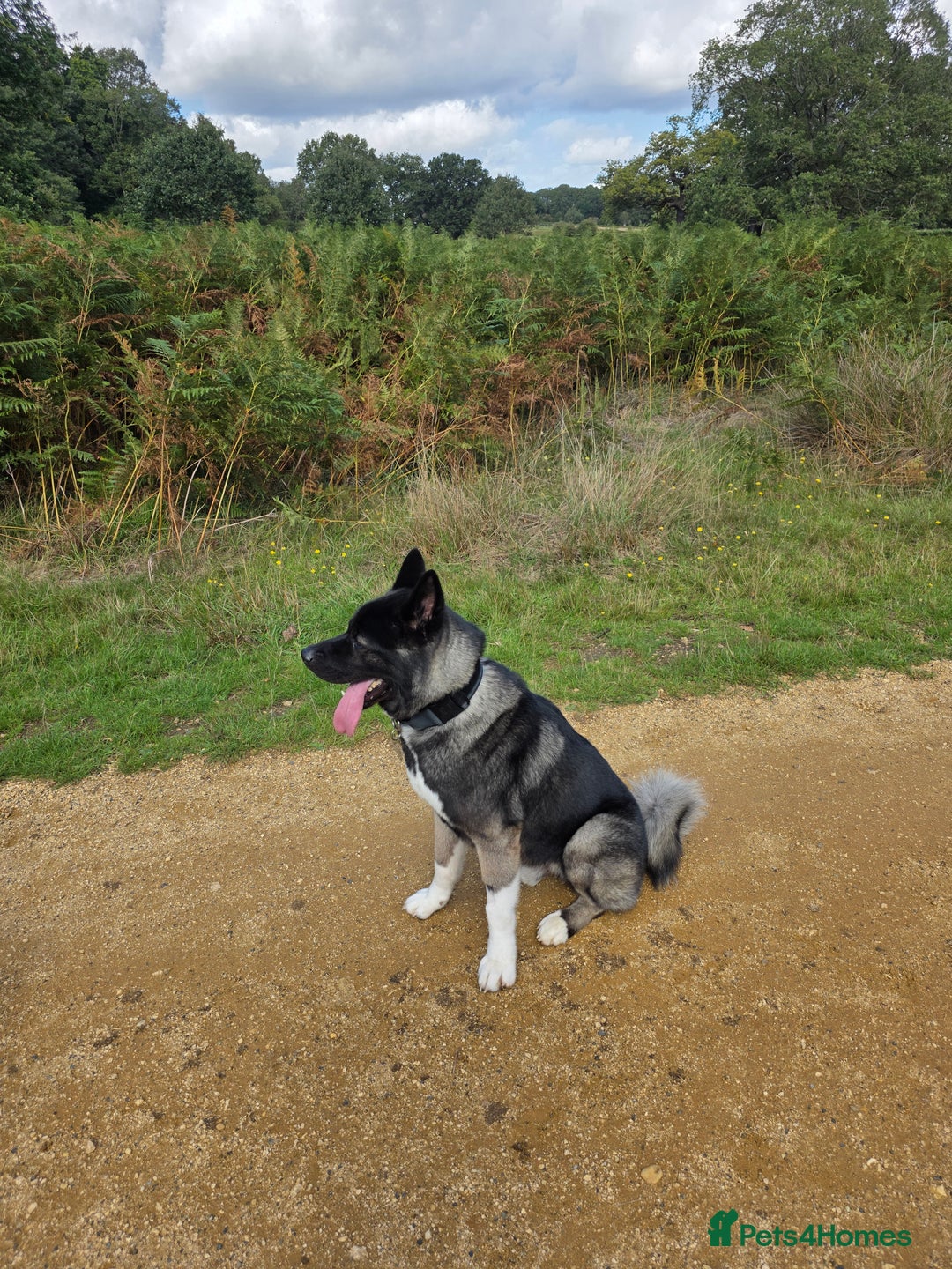 Akita dogs for sale: American Akita- Loyal and a wonderful temprement. - Image 2