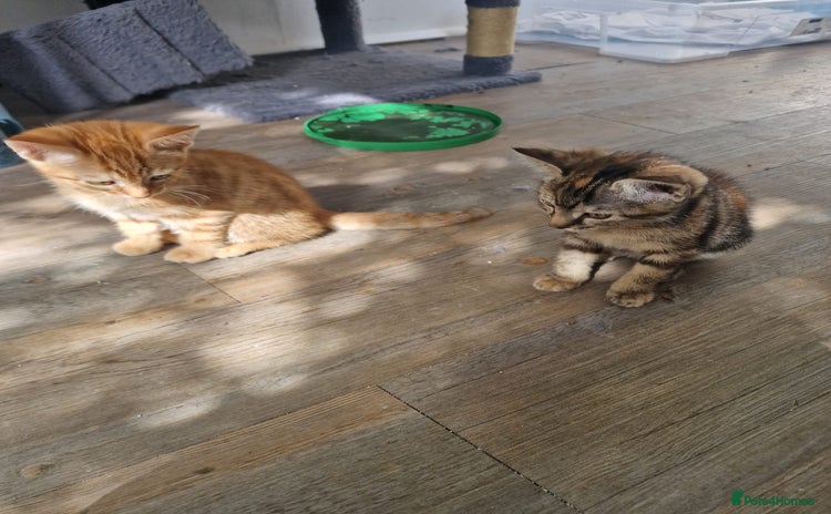Mixed Breed cats - Advert 1