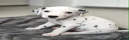Dalmatian dogs for sale: Dalmation Puppies - Advert 10