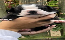 Mixed Breed dogs for sale: Two beautiful puppies left. - Advert 5