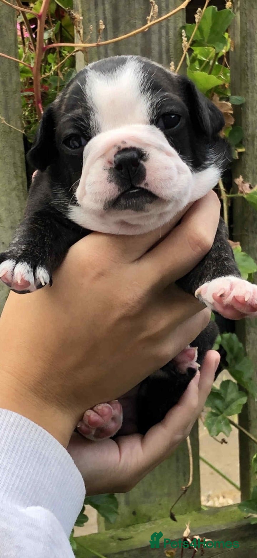 Mixed Breed dogs for sale: Two beautiful puppies left. - Advert 5