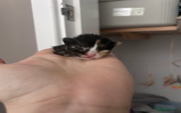 Mixed Breed cats for sale: 1 FEMALE LEFT left  - Image 17