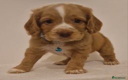 Cocker Spaniel dogs for sale: Cocker spaniel pups for sale  - Image 1