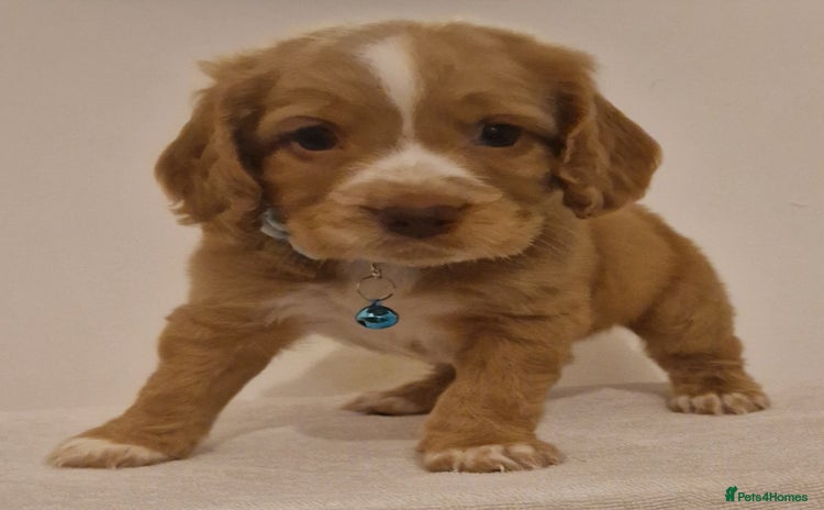 Cocker Spaniel dogs - Advert 4