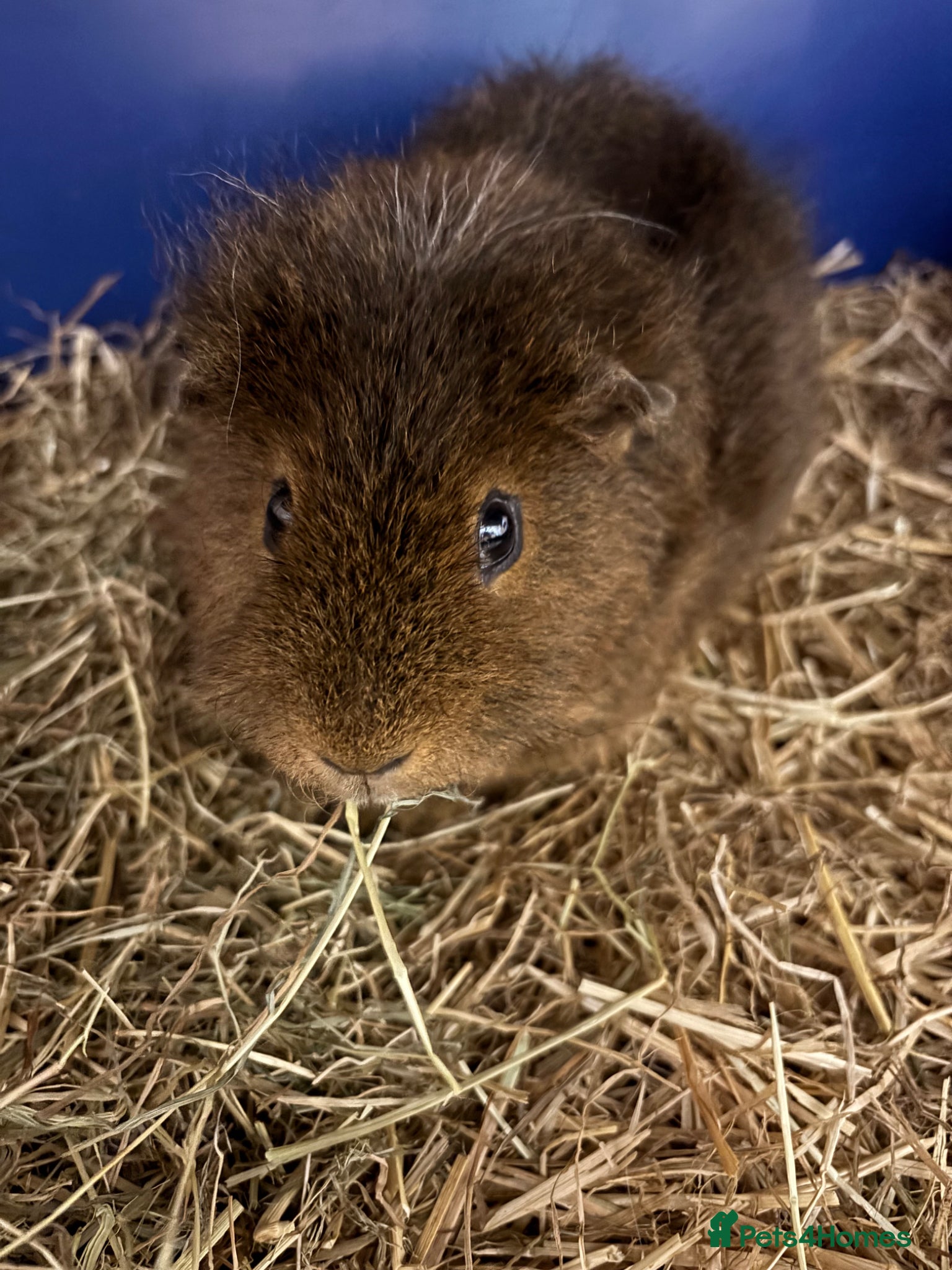 Guinea Pig rodents 2 Boy Adult Guinea Pigs 🐹  - Advert 1