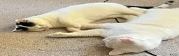 Domestic Shorthair cats for sale: 2 Bonded Brothers looking for a new home - Advert 17