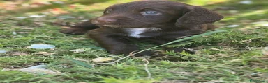 Cocker Spaniel 4
