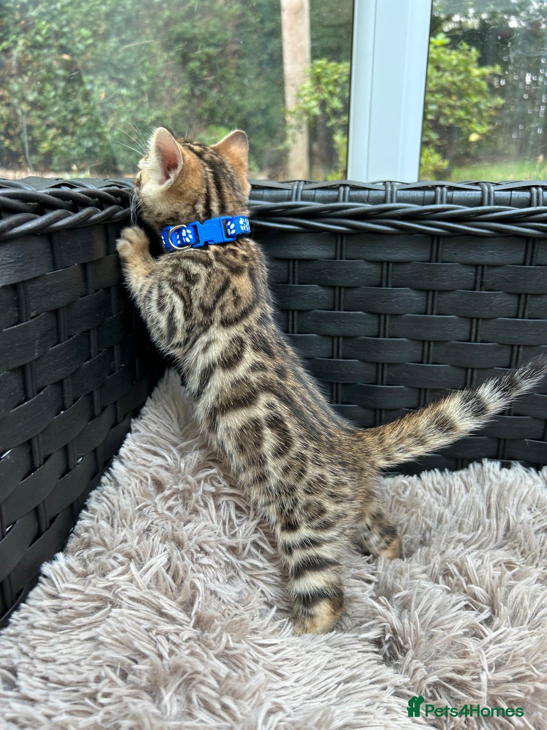 Bengal cats for sale: GORGEOUS PURE BENGAL KITTENS READY TO GO ❤️ - Image 19