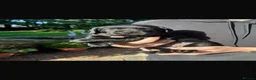 Labrador Retriever dogs for sale: 🐾 KC REGISTERED LABRADOR PUPPIES FOR SALE 🐾 - Advert 8
