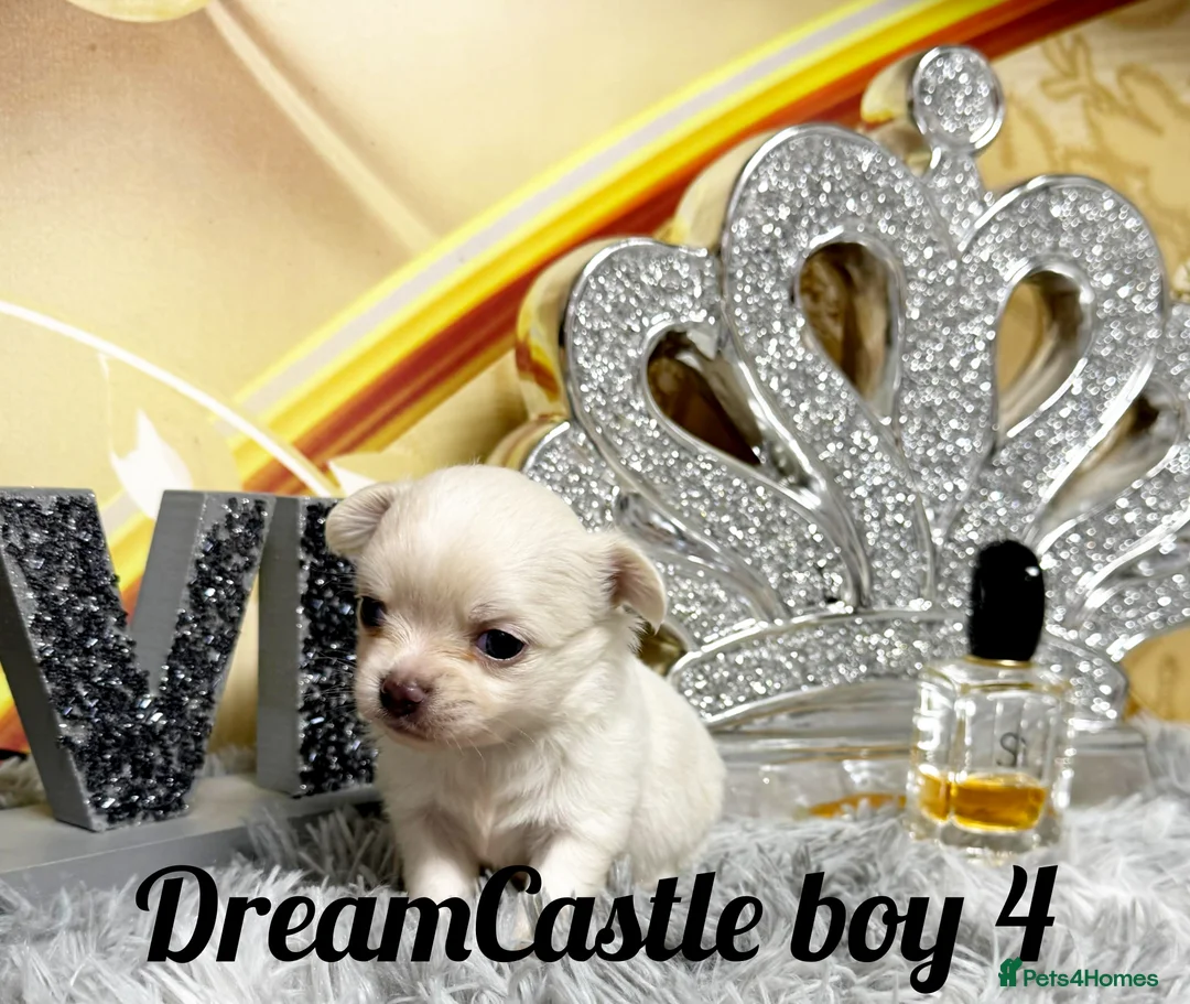 Chihuahua dogs for sale: KC reg Long coat boys available  - Advert 22