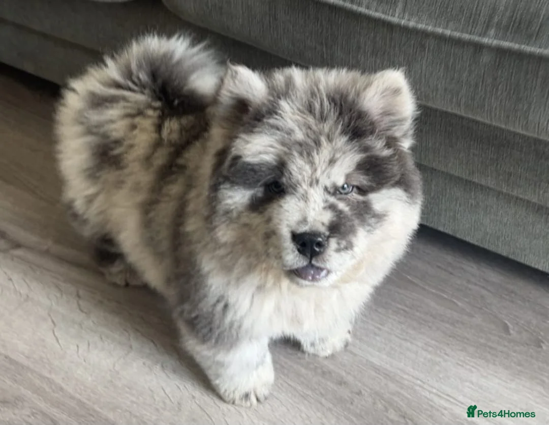 Chow Chow dogs for sale: chow chow puppies  in Broxbourne - Advert 5
