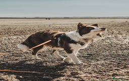 Border Collie dogs for stud: Kajtek Red-white border collie looking for a lady! - Image 3