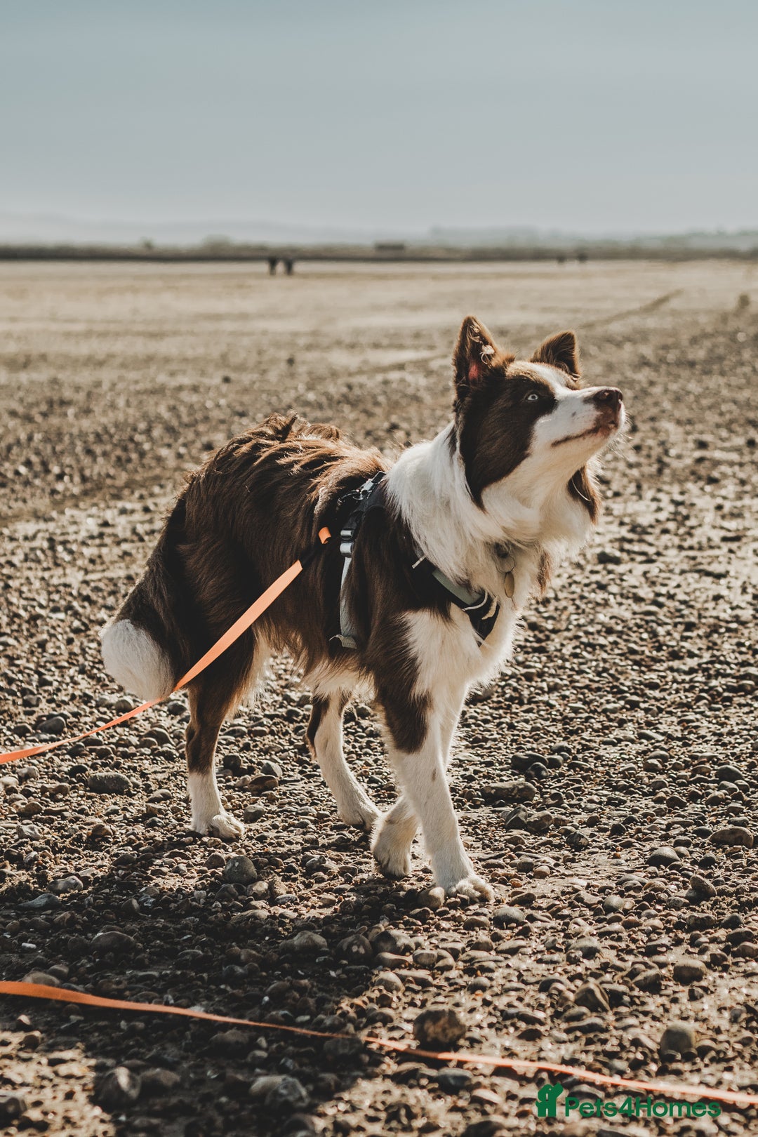 Border Collie dogs for stud: Kajtek Red-white border collie looking for a lady! - Image 3