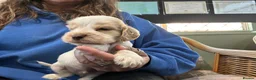 Cocker Spaniel dogs for sale: Beautiful orange roan show type cocker spaniels - Advert 33