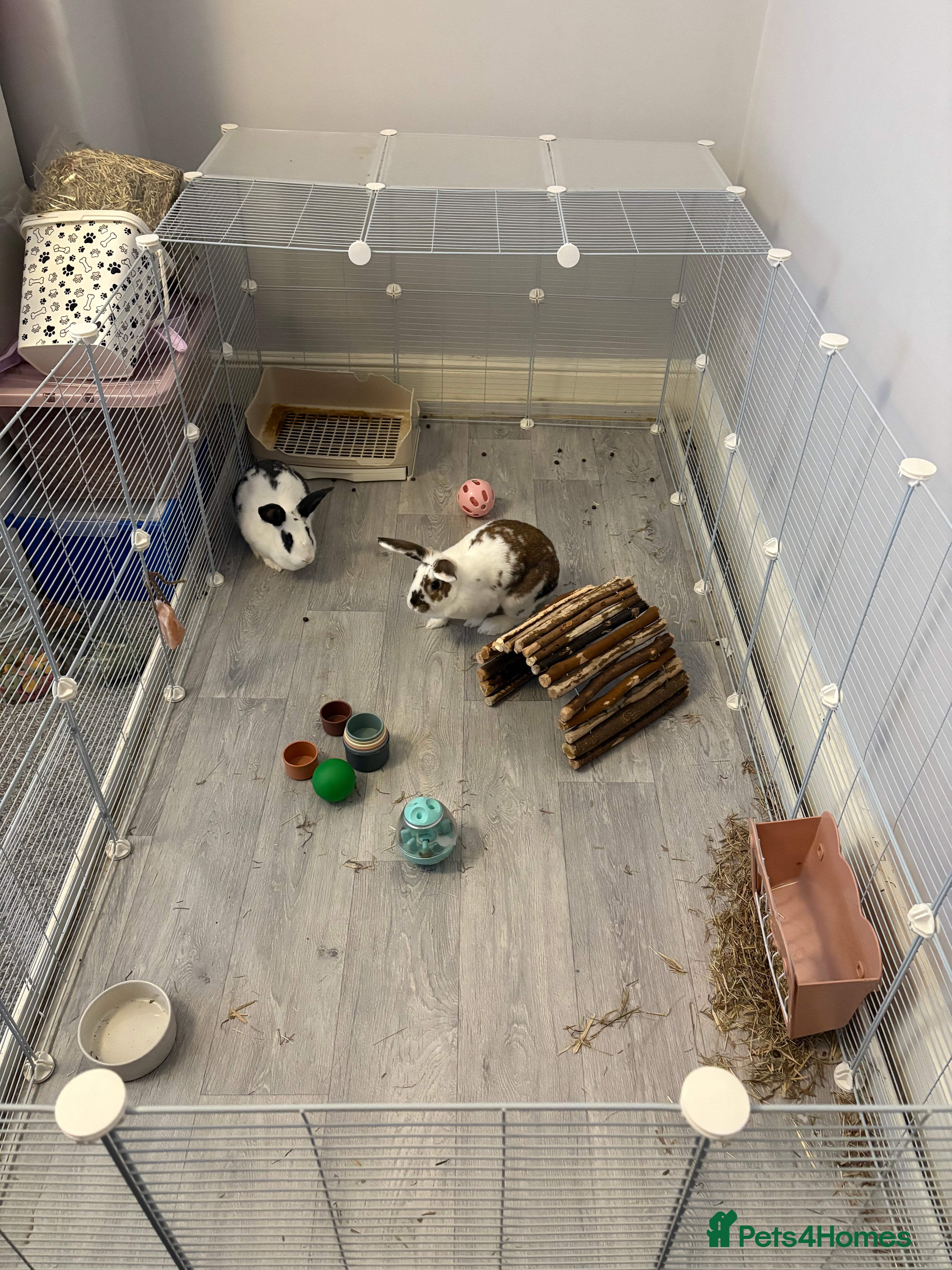 Mixed Breed rabbits 2 x bonded female rabbits - Advert 1