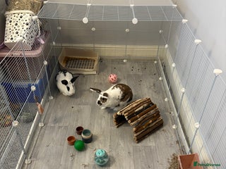 Mixed Breed rabbits 2 x bonded female rabbits - Advert 1