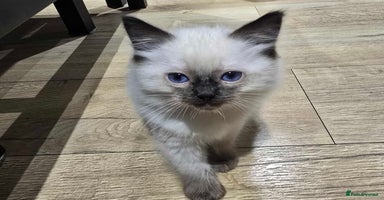 Ragdoll cats Little girl  - Advert 5