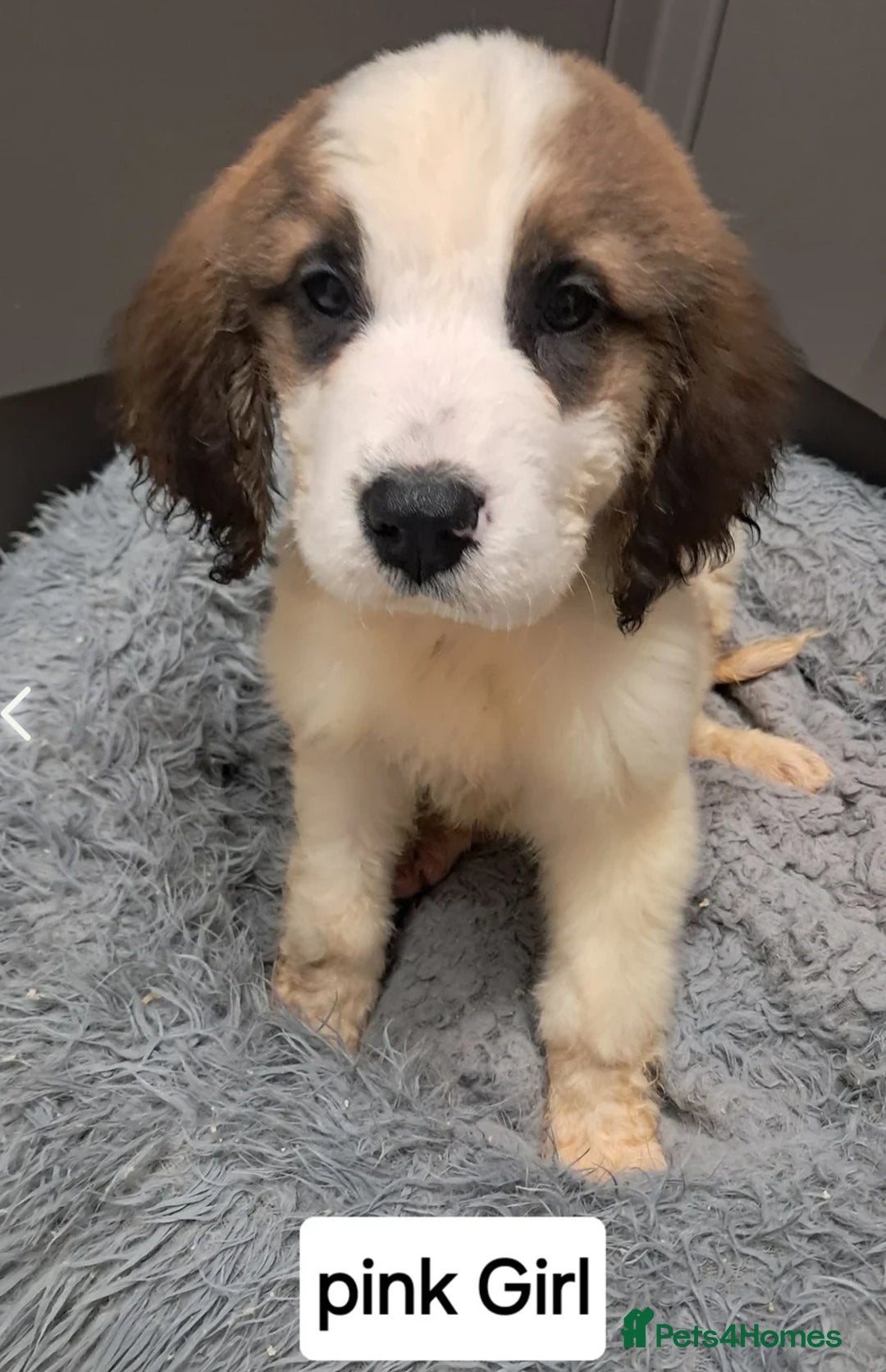 Saint Bernard dogs for sale: Saint bernard puppies 🐶  in Herne Bay - Image 4