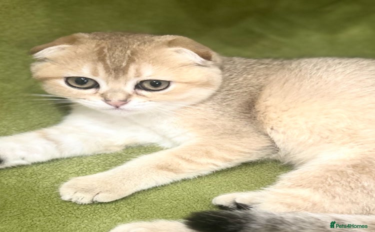 Scottish Fold cats - Advert 1