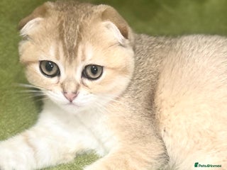 Scottish Fold cats - Advert 2