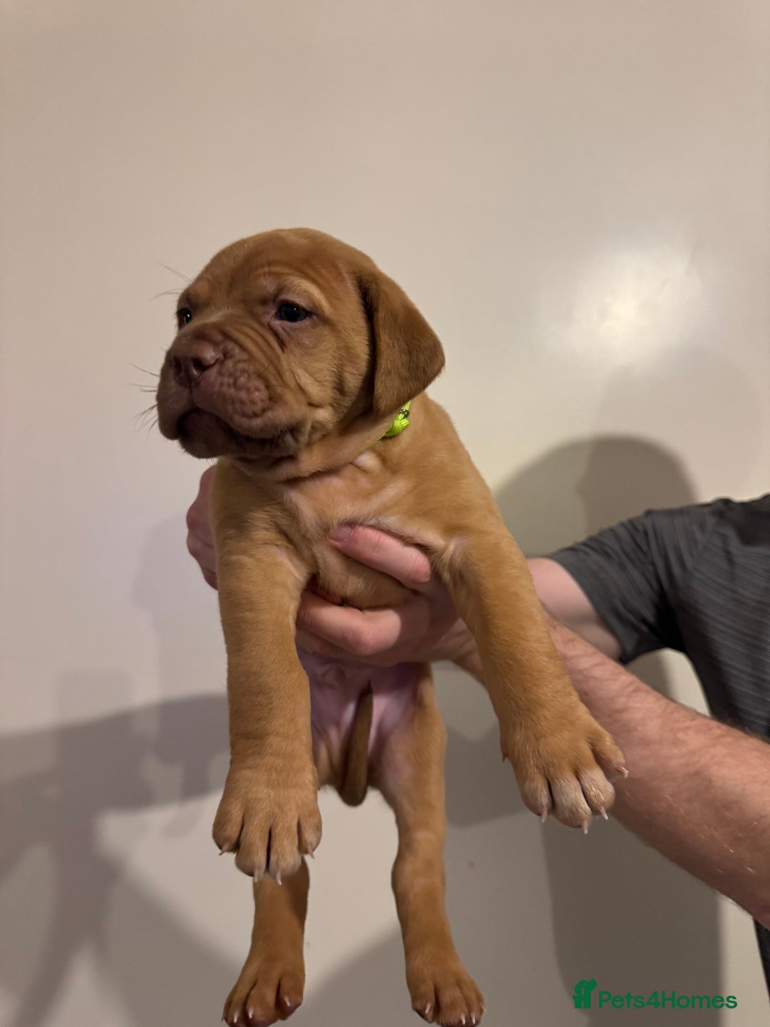 Dogue De Bordeaux dogs for sale: Dogue de Bordeaux pups for sale - Advert 11