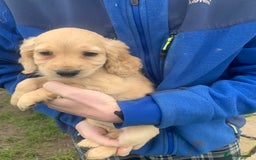 Sprocker dogs for sale: Stunning Sprocker pups - Image 1