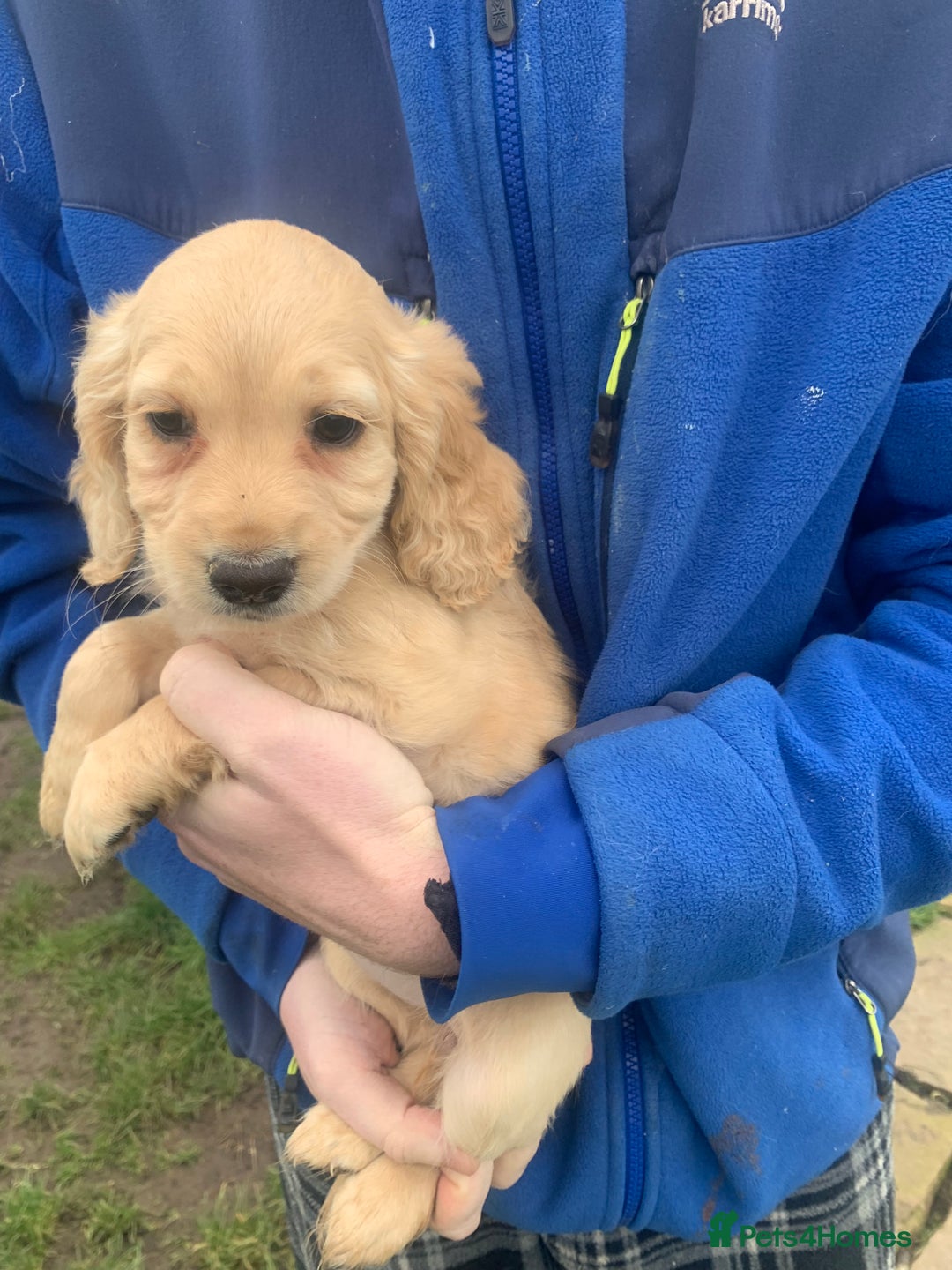Sprocker dogs for sale: Stunning Sprocker pups - Image 1