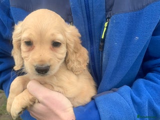 Sprocker dogs for sale - Advert 1