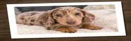 Miniature Dachshund dogs for sale: Miniature Duschunt in Luton - Advert 3