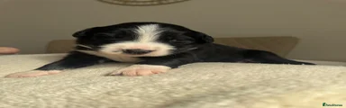 Mixed Breed 2