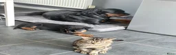 Rottweiler dogs for sale: Male Rottweiler READY TO GO  - Advert 8