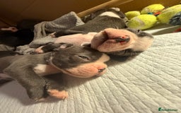 Boston Terrier dogs for sale: Exceptional Blue Boston Terrier Puppies 💙🐾 - Image 15