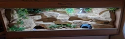 Leopard Gecko reptiles for sale: Male Leopard Gecko - Supergiant x Madarin Morphe in Bourne - Advert 3