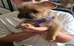 Mixed Breed dogs for sale: Reduced French bulldog x pomeranian pups 8 wks  - Image 6