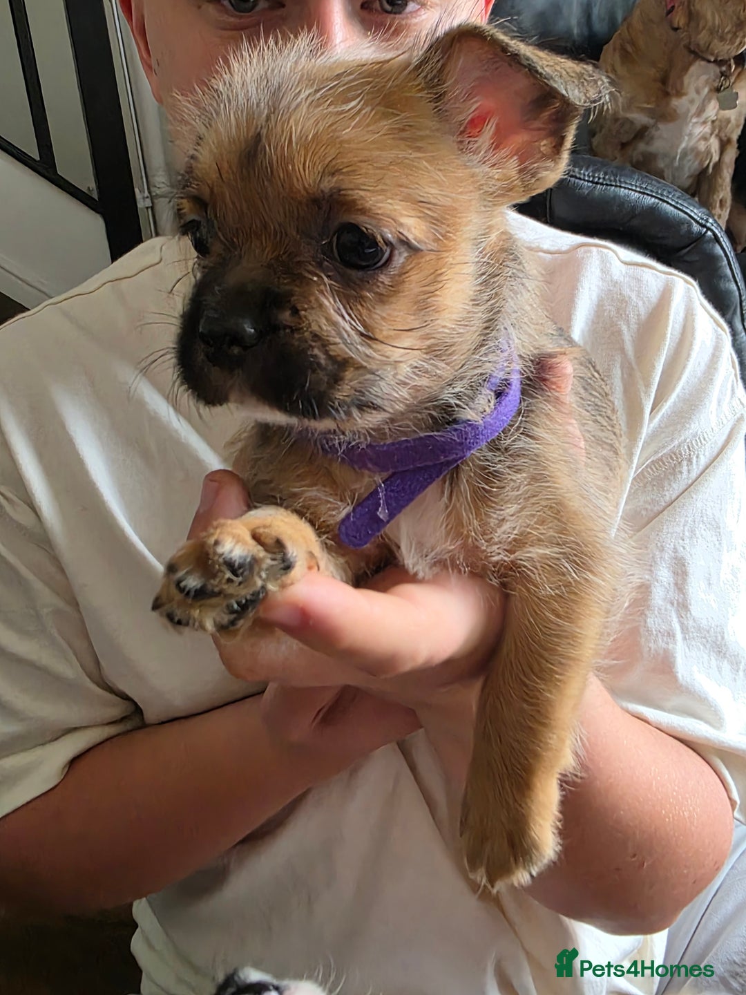 Mixed Breed dogs for sale: Reduced French bulldog x pomeranian pups 8 wks  - Image 6