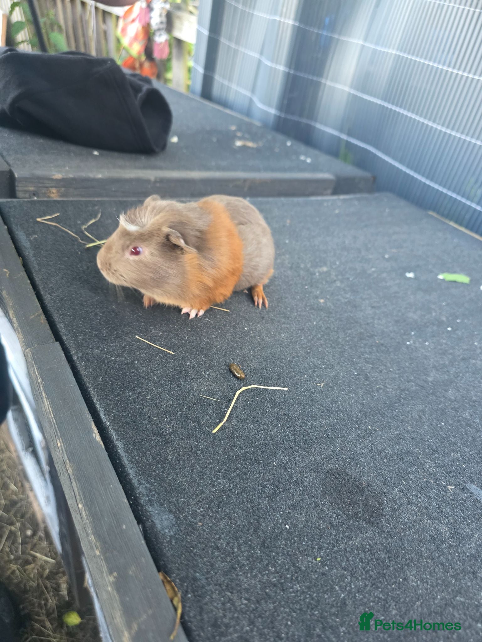 Guinea Pig rodents Male Guinea pigs - Advert 20