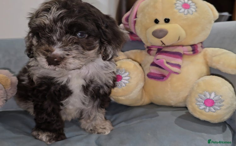 Cockapoo dogs - Advert 9