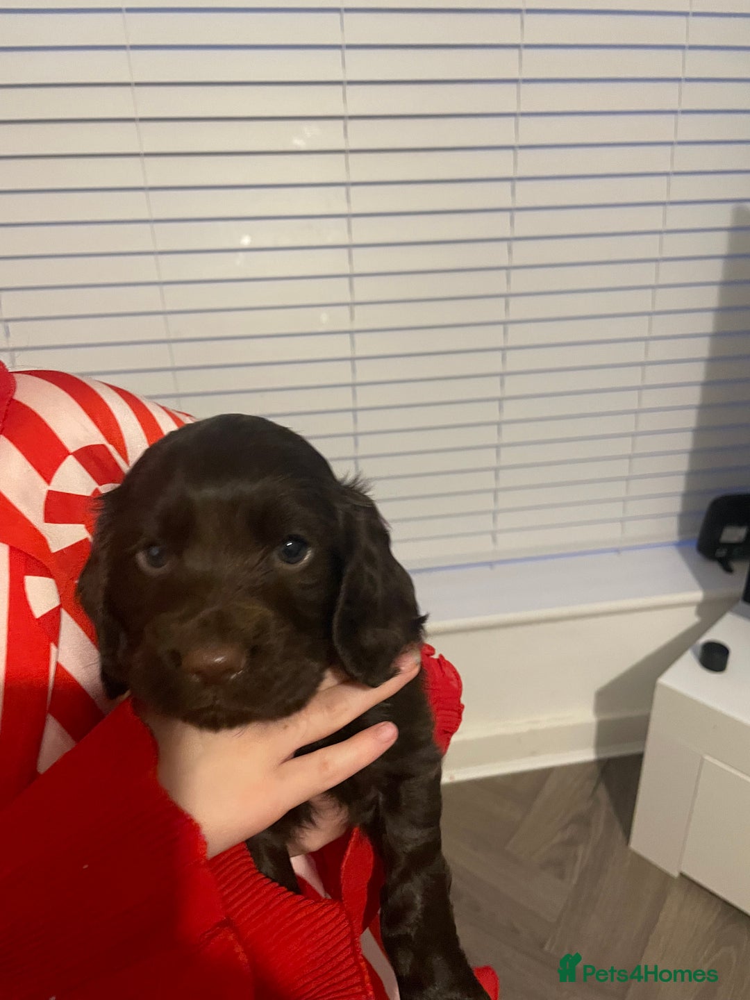 Cocker Spaniel dogs for sale: KC registered cocker spaniels  - Advert 9