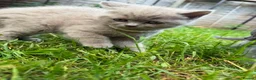 British Shorthair cats for sale: Gorgeous Cream and Lilac British Shorthairs - Advert 3