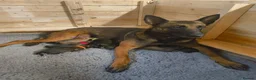 Belgian Shepherd Dog dogs for sale: KC registered Malinois puppies - Advert 5