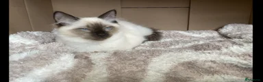      🐾Button