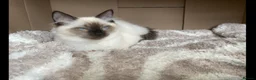 Ragdoll cats for sale: Ragdoll Boy – ONLY 1 LEFT 🩵 £475 - Advert 5