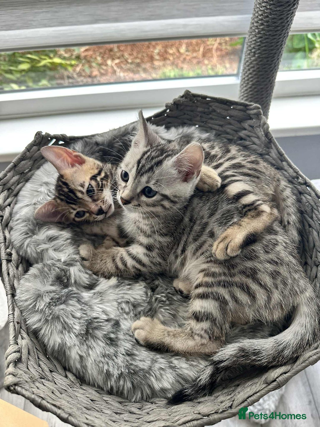 Bengal cats for sale: 🐾 Kittens Looking for a Loving Home! 🐾 - Image 20